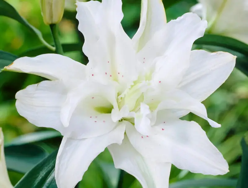 Easter Lily