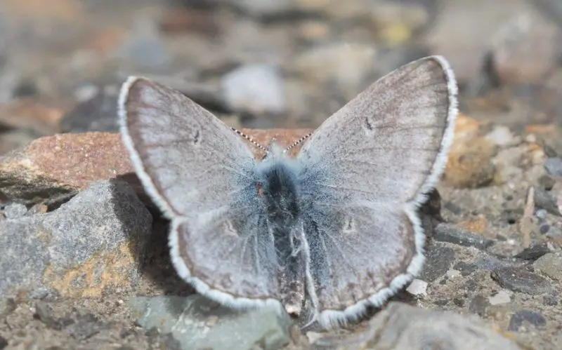 Black and Blue Butterfly