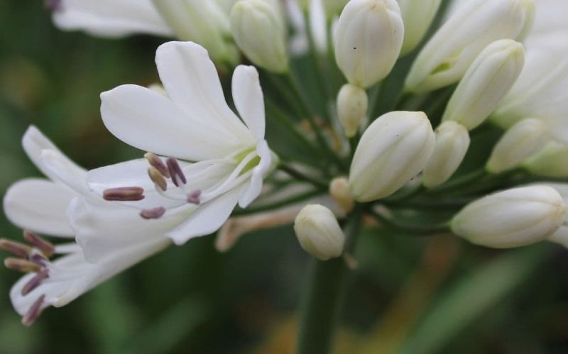 Easter Lily