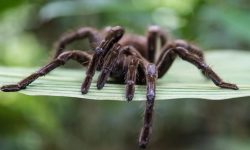 Are Tarantulas Poisonous? The Truth About Their Venom and Bite