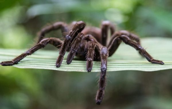 Are Tarantulas Poisonous