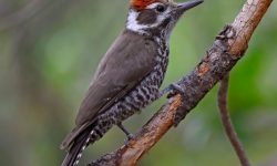 25 Types of Woodpeckers (With Pictures and Identification)