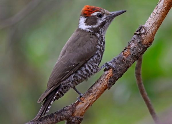 Types of Woodpeckers