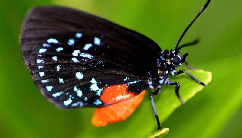 Black and Blue Butterfly