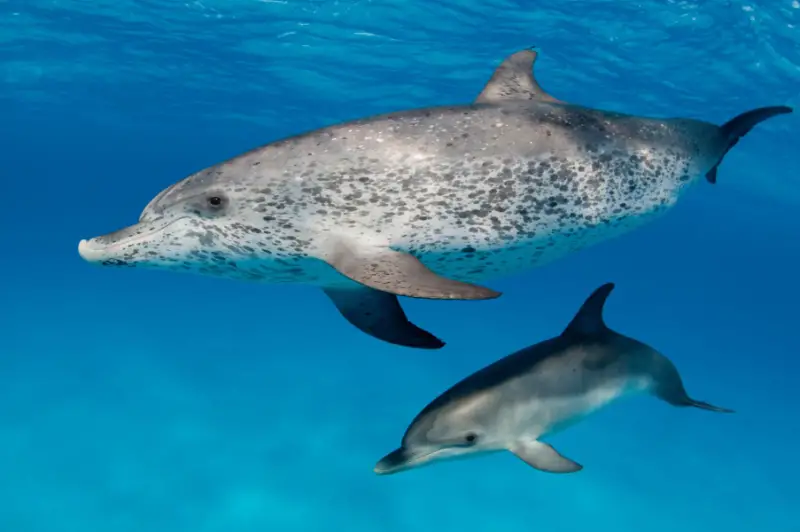 Types of Dolphins