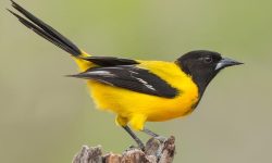 50 Yellow Birds in North America (Pictures and Identification)