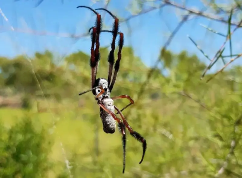 White Spiders