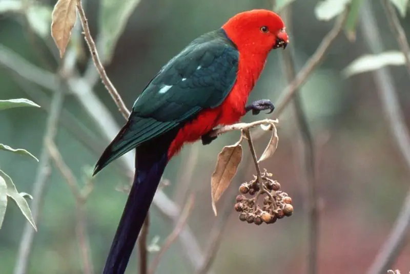 Bird with Red Head