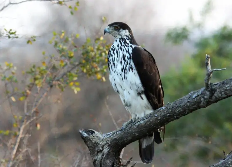 types of eagles