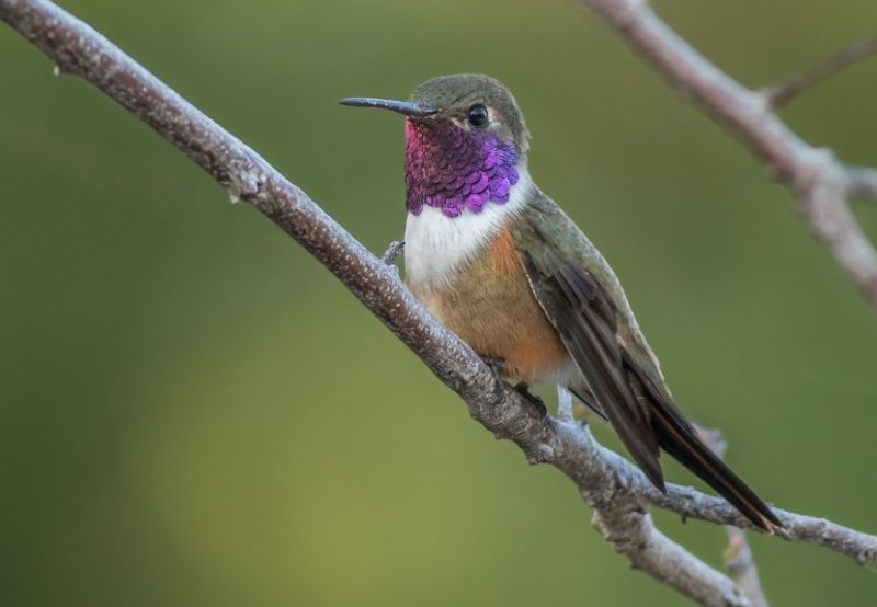 Types of Hummingbirds