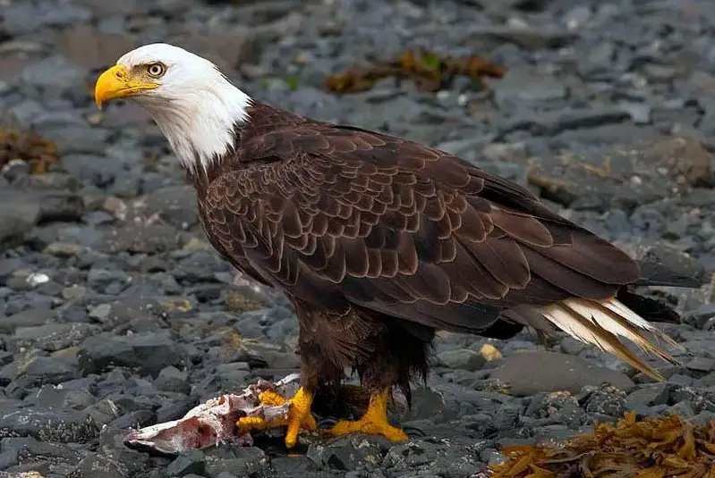 types of eagles