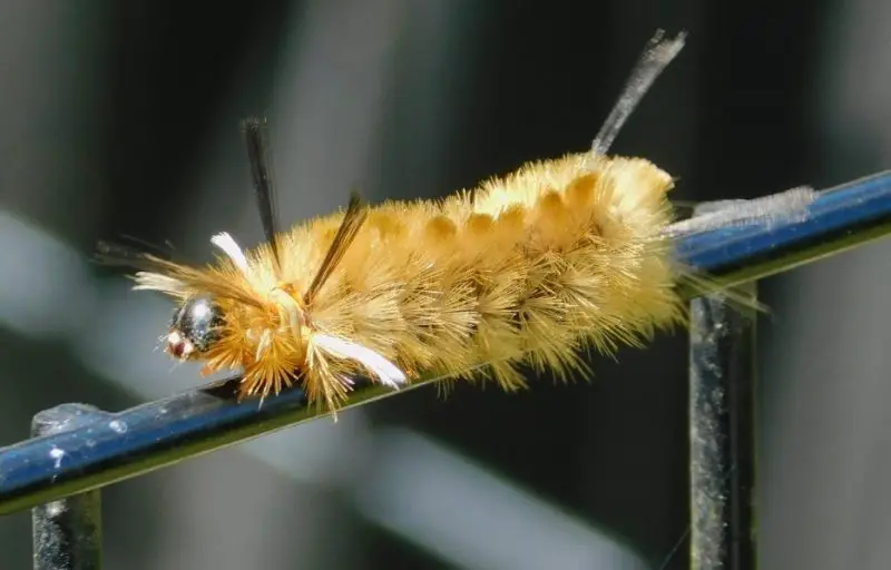 Yellow Caterpillars with Black Spikes