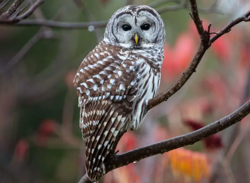 Types of Owls