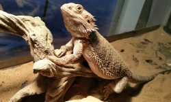 Bearded Dragon Lifespan: What Every Owner Should Know