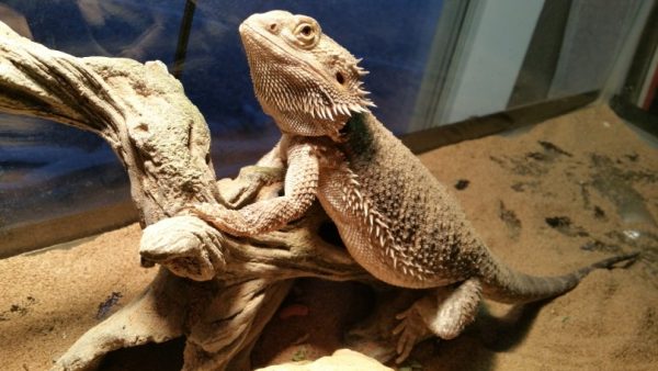 Bearded Dragon Lifespan