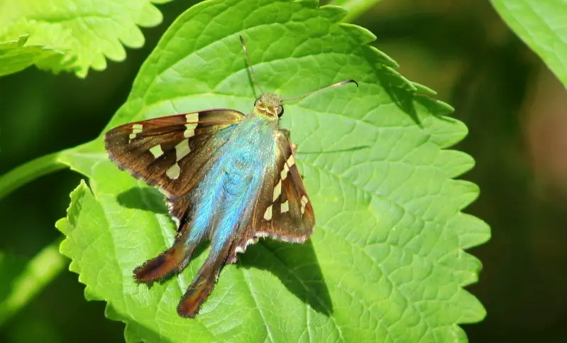 Black and Blue Butterfly