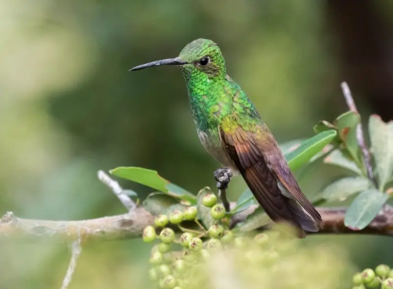 Types of Hummingbirds