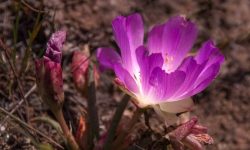 Bitterroot (Lewisia rediviva) Care and Growing Guide