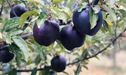 Black Diamond Apple (Malus Domestica): Ultimate Care Guide