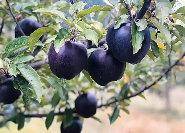 Black Diamond Apple