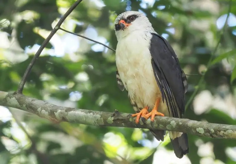 Types of Hawks