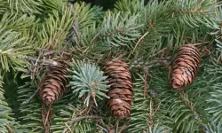 Black Hills Spruce Care and Growing Guide with Ultimate Tips