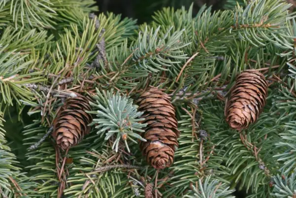 Black Hills Spruce