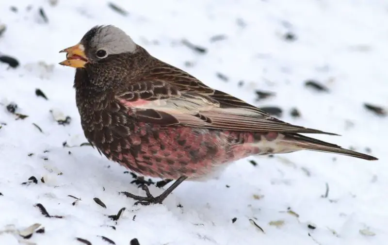 Pink Birds