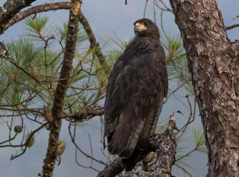 types of eagles