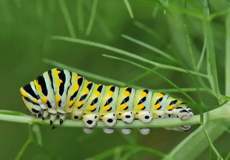 Yellow Caterpillars with Black Spikes