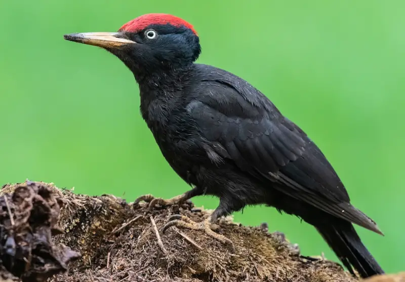 Bird with Red Head