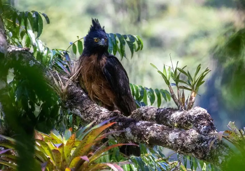 types of eagles