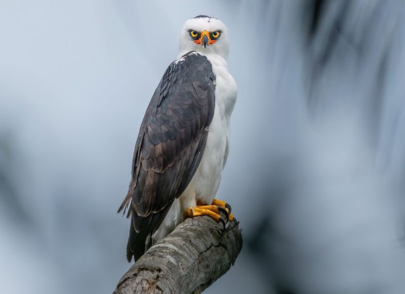 types of eagles