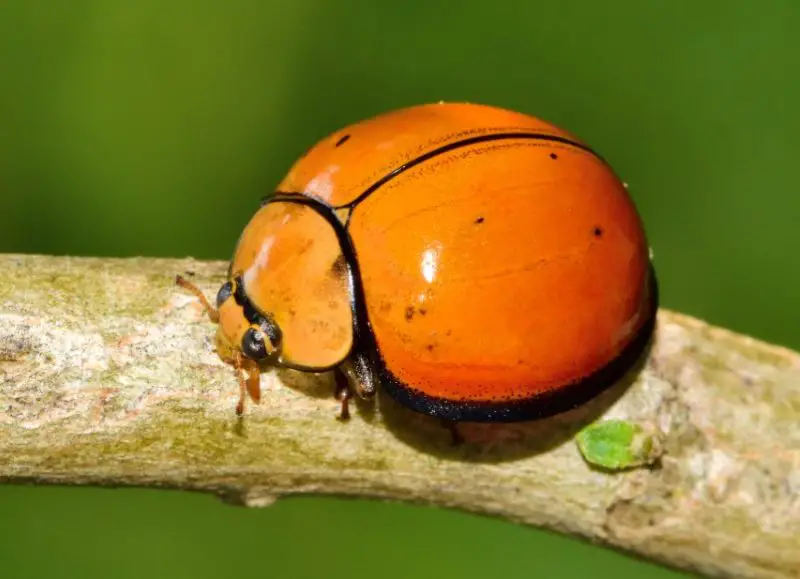 Yellow Ladybug