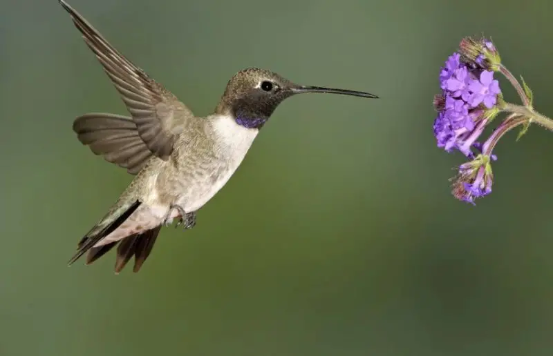 Types of Hummingbirds