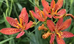 Blackberry Lily Care and Growing Guide (Most Detailed)