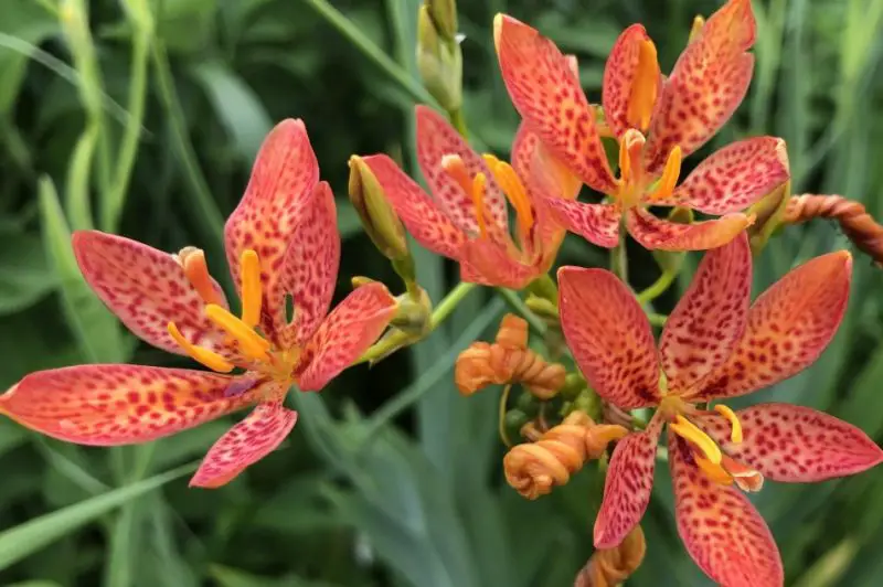 Blackberry Lily