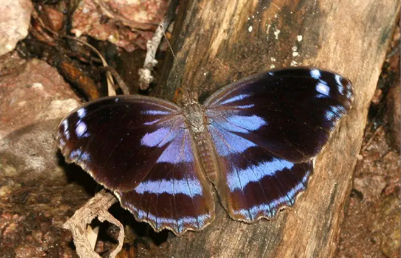 Black and Blue Butterfly