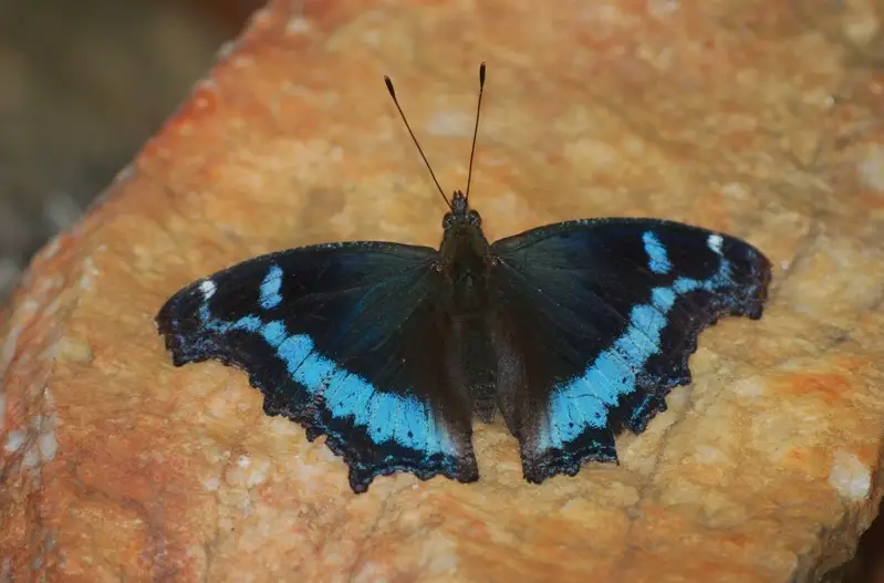 Black and Blue Butterfly