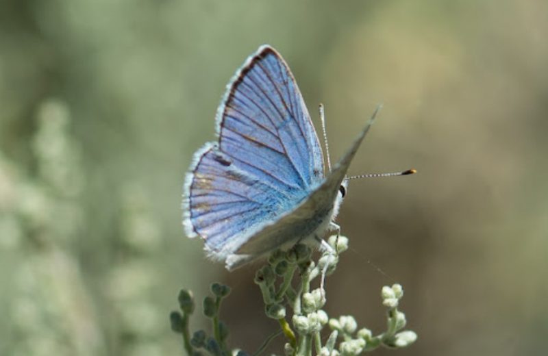 Black and Blue Butterfly