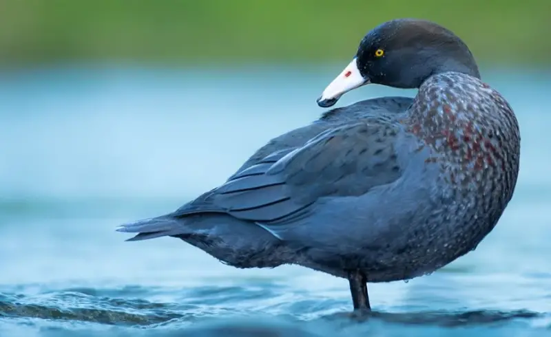 Types of Ducks