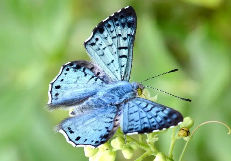 Black and Blue Butterfly