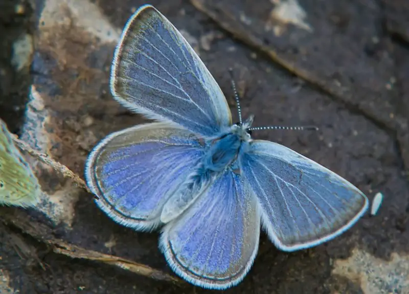 Black and Blue Butterfly