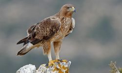 40 Types of Eagles (With Pictures and Identification)