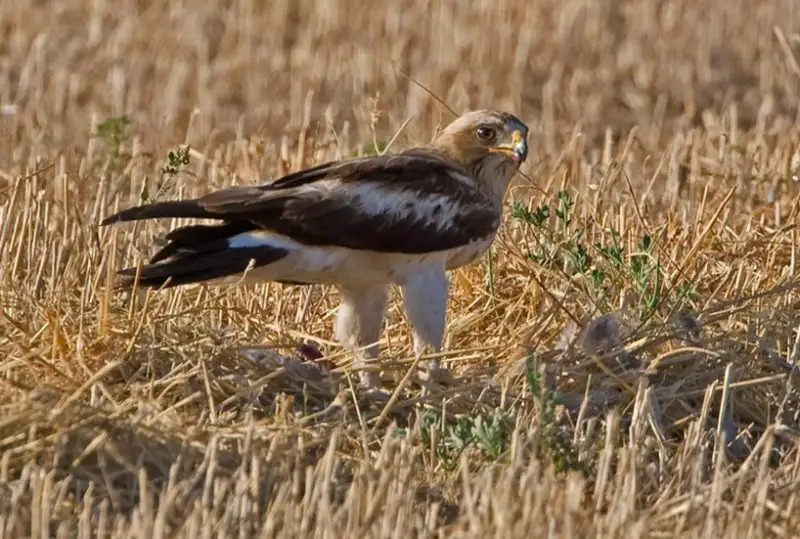 types of eagles