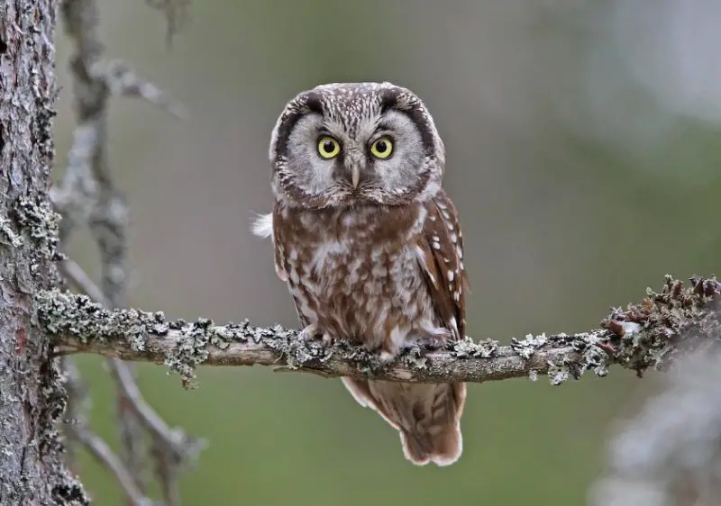 Types of Owls