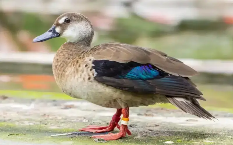 Types of Ducks