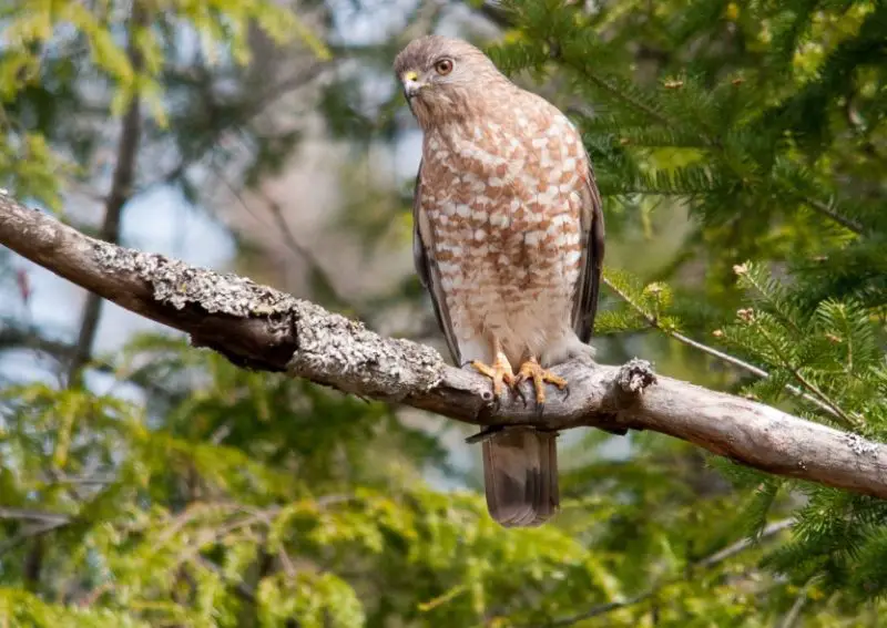 Types of Hawks