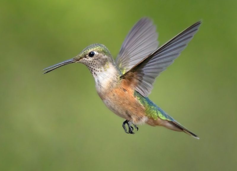 Types of Hummingbirds