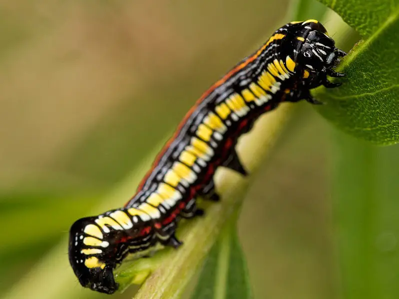 Yellow Caterpillars with Black Spikes